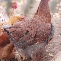 مرغ بلاندنیت  و خروس  برهما
