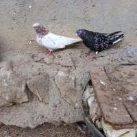 پرنده طوقی سرور بلژیکی