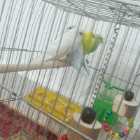 پرنده مرغ عشق 2جفت