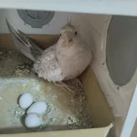 عروس هلندی ایزابلا روتخم