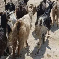بز خشک و حامله