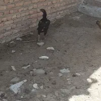 لاری