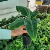 نهال موز