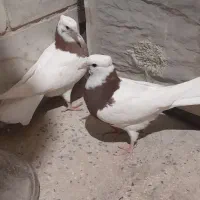 جوجه طوقی