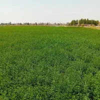دونفر کارگر آبیاری بارانی ویک نفرراننده تراکتور