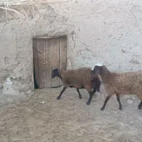میش هترو