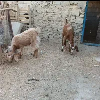 گوسفند محلی