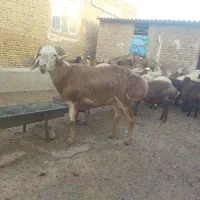 قوچ چینی 2سال