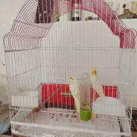 یک جفت عروس هلندی