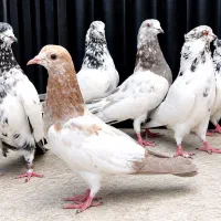 سه جفت کله ای