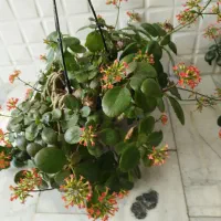 گل طبیعی|گل و گیاه طبیعی|کرج, حاجی آباد|دیوار