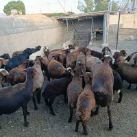 میش افشاری