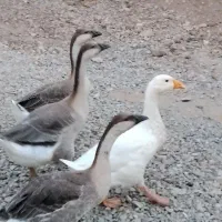 قوغاز