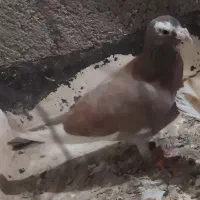 کبوتر رنگی پلاکی قهره مینا سرخ