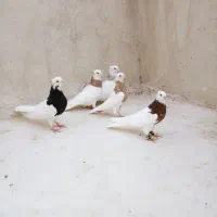 رنگه|پرنده|گلبهار, نوبهار|دیوار