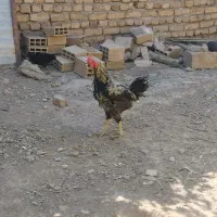 خروس قرمز و چل چل