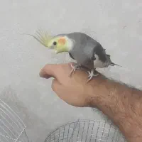 جفت مولد و یک جفت نر وماده و جوجه