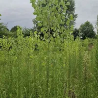 گارگر جهت از بین بردن علف هرز و تمیز کاری زمین