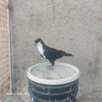 ریش سیاه کاکل نر کبوتر
