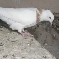 کبوتر