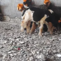بره ماده