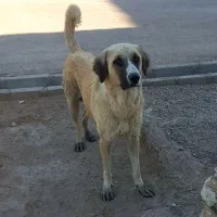 ماده پژدر