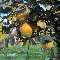 بالنگ|خوردنی و آشامیدنی|تولم شهر, |دیوار