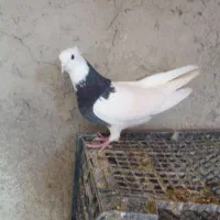 طوقی‌وکله‌زرد‌وشصطی‌