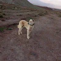 سگ سرابی|سگ|مرند, |دیوار