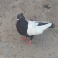 سینه دم سیاه ماده مهر