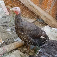 بوقلمون برنز ماده جوان