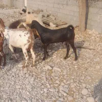 یک عدد چپشت