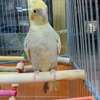 پرنده