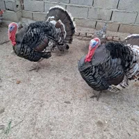 بوقلمون برنزه