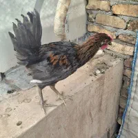 خروس گلین