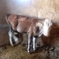 گوساله ماده سمیتال