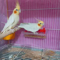 عروس هلندی نر و ماده