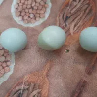 تخم مرغ و قرقاول