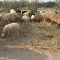 قربونی گوسفند در هر رده وزنی موجود میباشد.