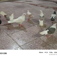 خشونه