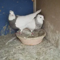 جفت طوقی پاک درجه یک