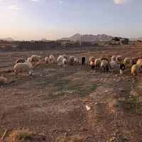 میش|حیوانات مزرعه|بهمن صغاد, |دیوار