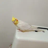 عروس هلندی نر