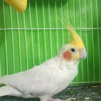 فروش فوری عروس تخفیف پای معامله عروس همیچیز تمام