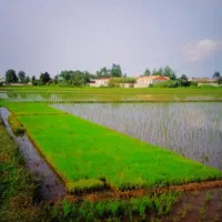 بانک نشا باکسی 170