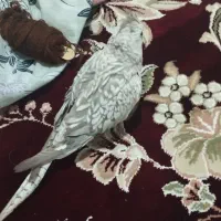 گمشده|حیوانات|کنگاور, |دیوار