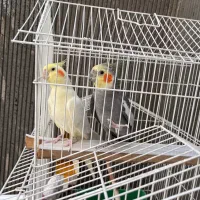 عروس هلندی نر و ماده