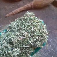 گندم درجه یک نونی تمیز