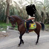 اسب عرب ایرانی