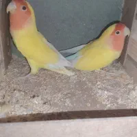 فروش کوتوله